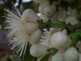 Syzygium forte